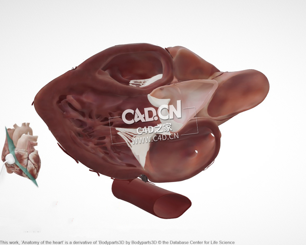 胸骨旁长轴心脏解剖C4D模型 Cardiac Anatomy-Parasternal Long Axis