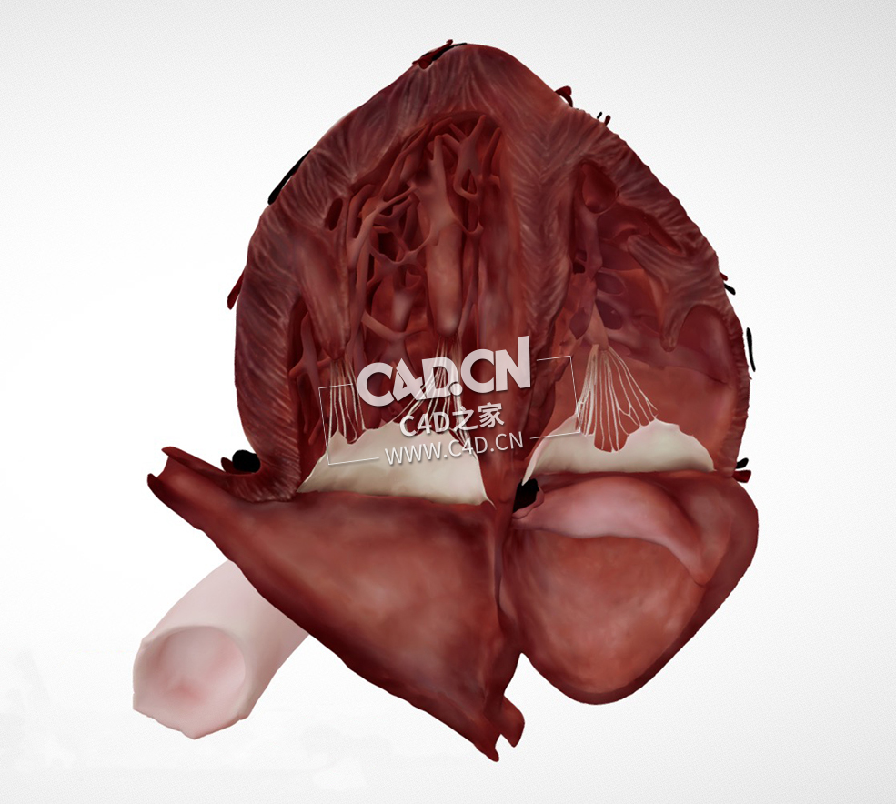 心脏解剖心尖4腔C4D模型 Cardiac Anatomy-Other Half Apical 4 Chamber