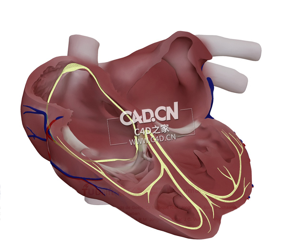 心脏传导系统C4D模型 Cardiac conduction system-2