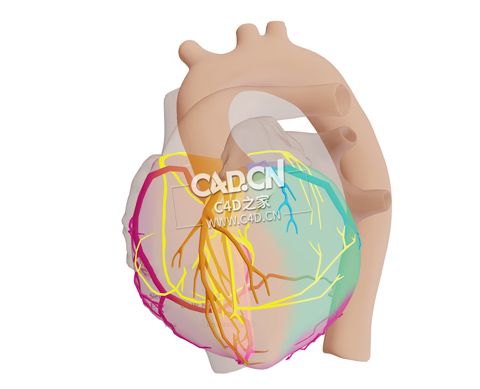 心脏传导系统C4D模型 Cardiac Conduction System - C4D之家 - 10.jpg