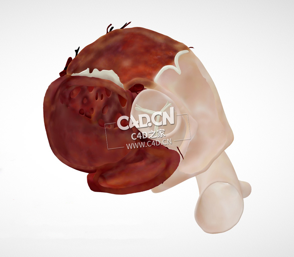 心脏解剖主动脉瓣回声平面C4D模型 Cardiac Anatomy-PSAX Aortic Valve echo plane