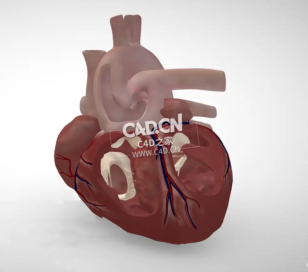 心肺总动脉干C4D模型 Common Arterial Trunk / Truncus Arteriosus - C4D之家 - 23.jpg