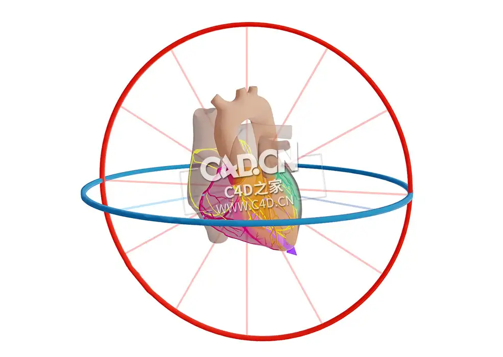 心脏CX梗死-甲胎蛋白基因载体C4D模型 CX Infarct met Afleidingen en Vector - C4D之家 - 28.jpg