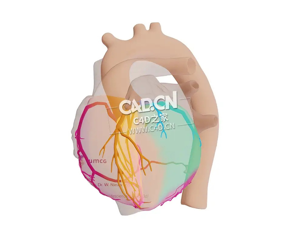 心脏冠状动脉向心室供血C4D模型 Coronary Arteries-Blood Supply to Ventricles - C4D之家 - 26.jpg