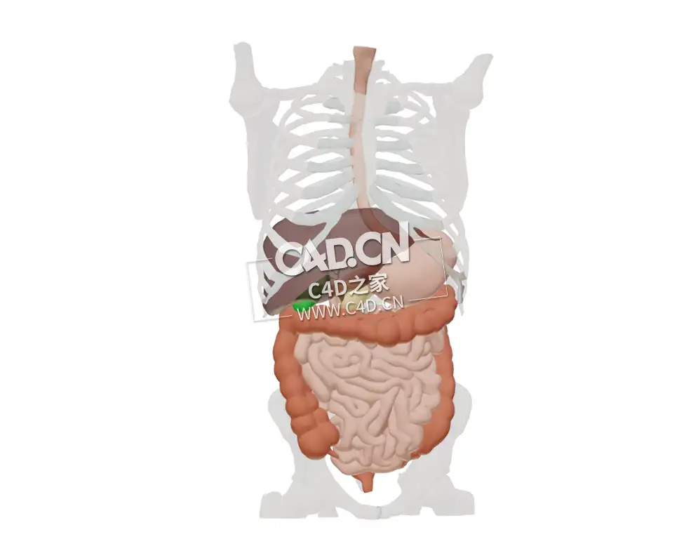 胃肠道C4D模型 Gastrointestinal tract - C4D之家 - 39.jpg