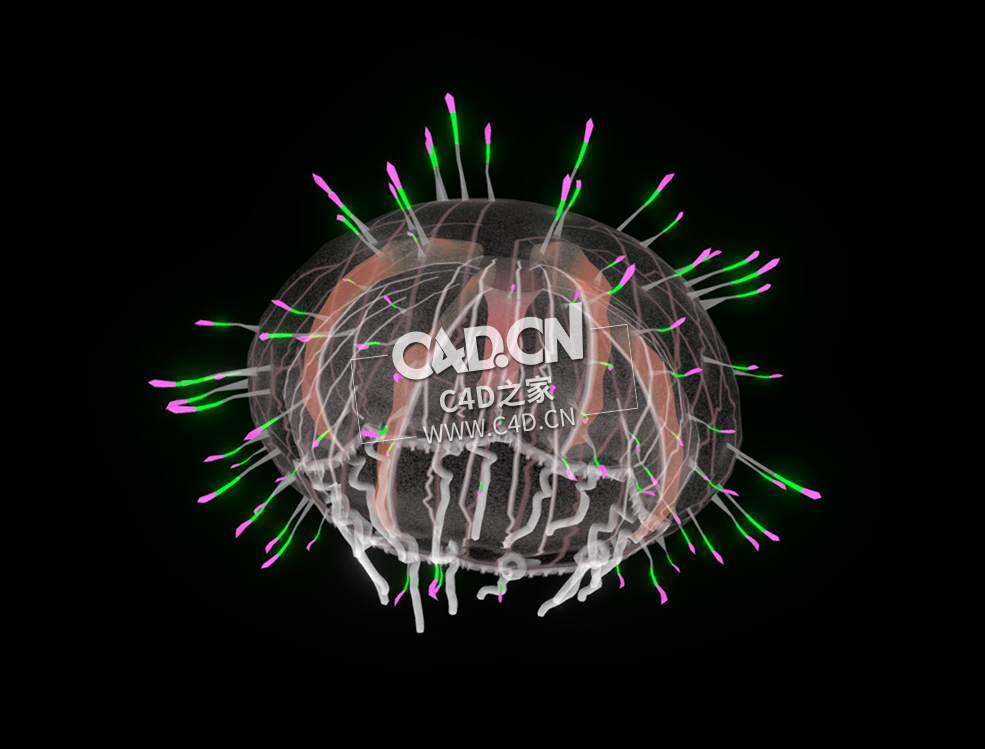花笠水母花帽水母动画C4D模型 Flower Hat Jellyfish (Limnomedusae)