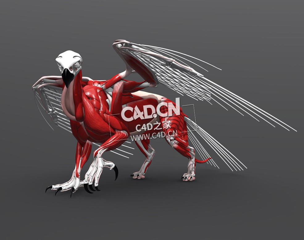 鹰头狮身兽肌肉骨架C4D模型 Gryphon Anatomy - C4D之家 - 40.jpg