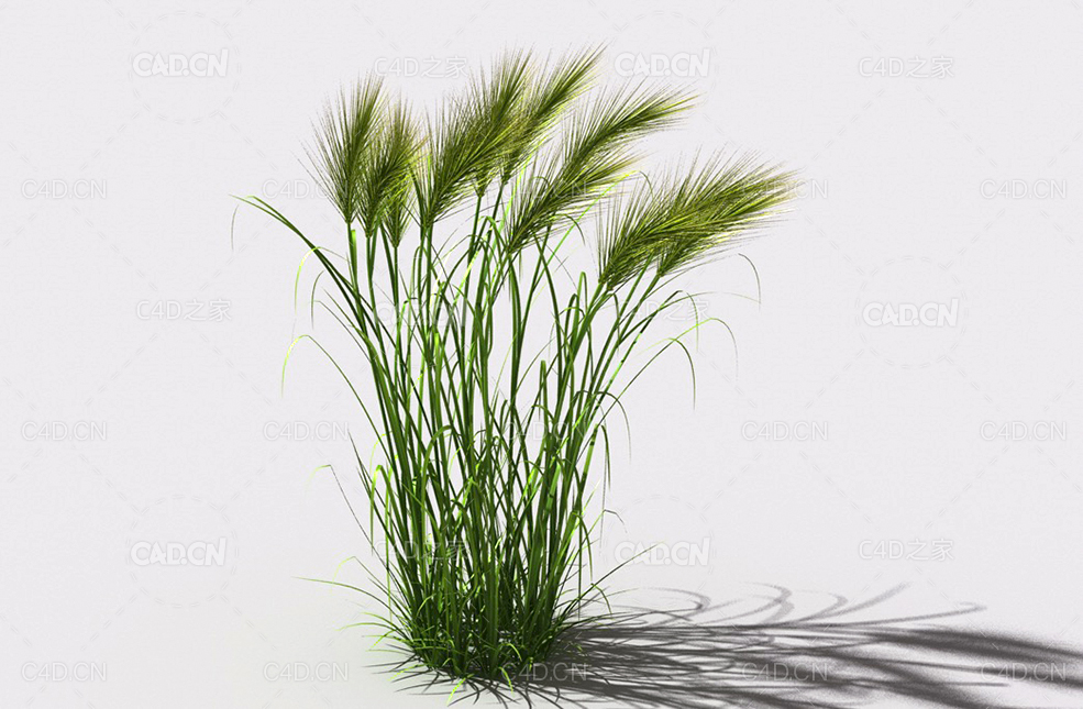 墨西哥羽毛草细茎针茅利坚草植物C4D模型 feather-grass-a1 - C4D之家 - 01.jpg