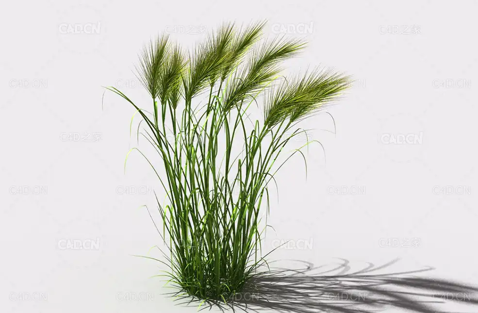 墨西哥羽毛草细茎针茅利坚草植物C4D模型 feather-grass-a1 - C4D之家 - 01.jpg