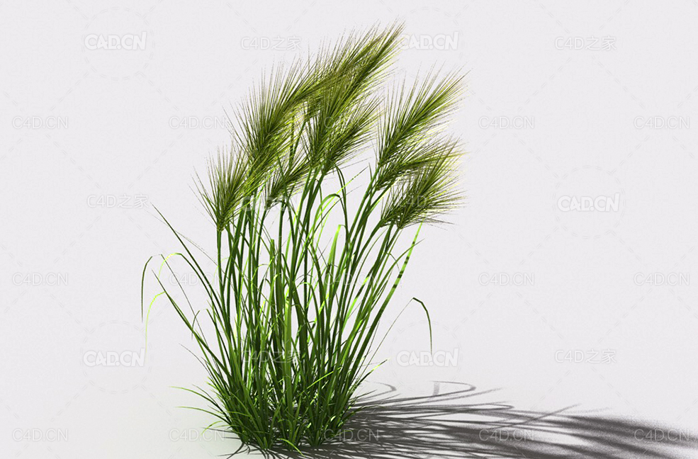 墨西哥羽毛草细茎针茅利坚草植物C4D模型 feather-grass-a3 - C4D之家 - 03.jpg