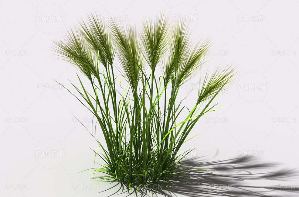 墨西哥羽毛草细茎针茅利坚草植物C4D模型 feather-grass-b4 - C4D之家 - 08.jpg