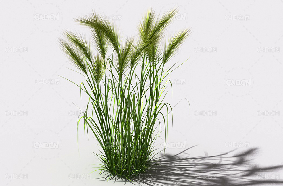 墨西哥羽毛草细茎针茅利坚草植物C4D模型 feather-grass-b1 - C4D之家 - 05.jpg