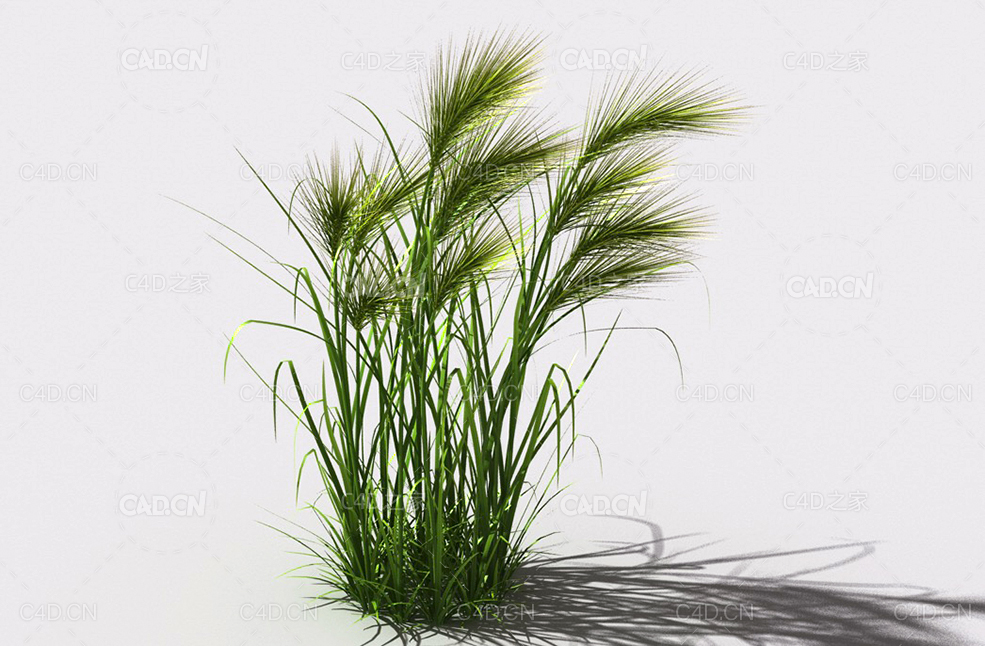 墨西哥羽毛草细茎针茅利坚草植物C4D模型 feather-grass-a2 - C4D之家 - 02.jpg