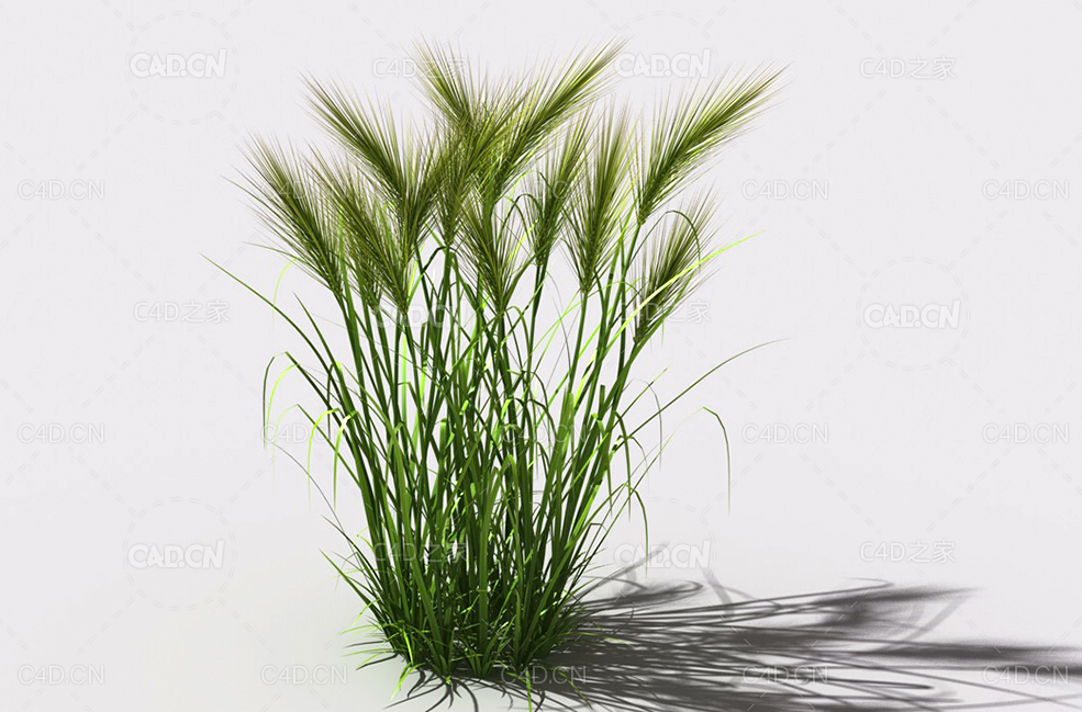 墨西哥羽毛草细茎针茅利坚草植物C4D模型 feather-grass-b2 - C4D之家 - 06.jpg