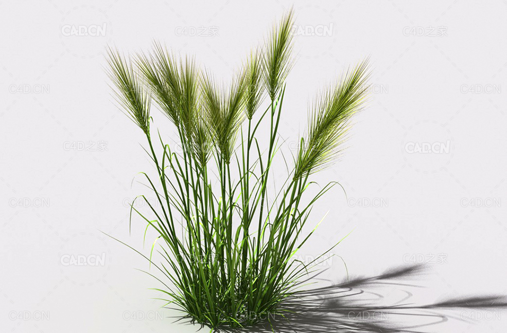 墨西哥羽毛草细茎针茅利坚草植物C4D模型 feather-grass-b3 - C4D之家 - 07.jpg