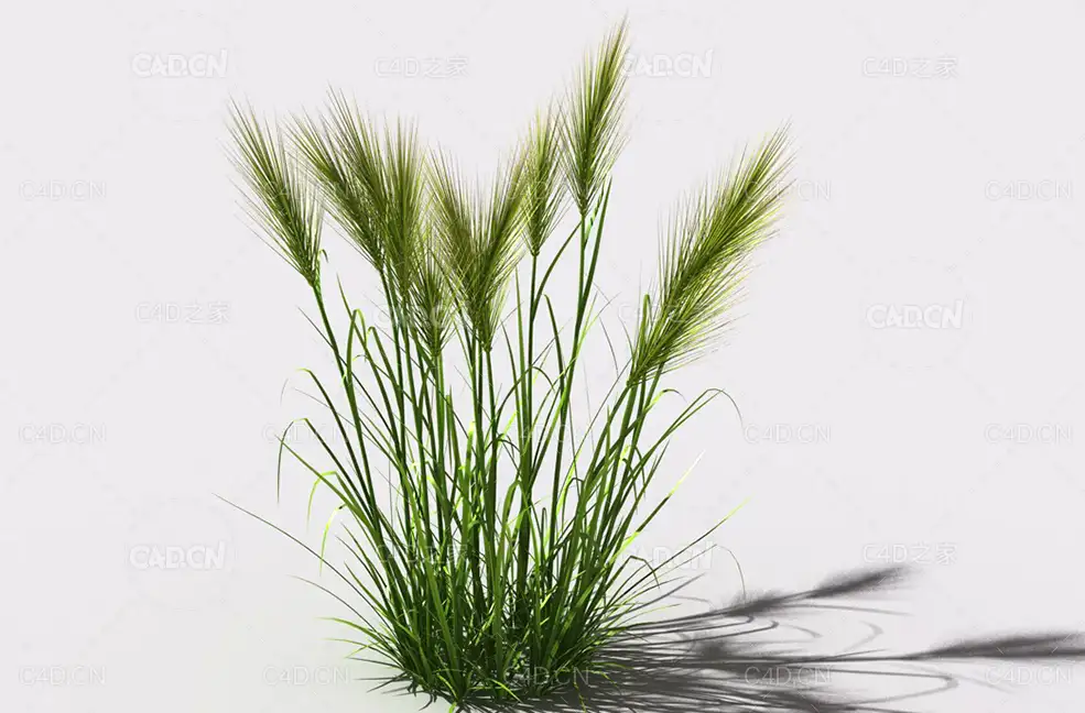 墨西哥羽毛草细茎针茅利坚草植物C4D模型 feather-grass-b3 - C4D之家 - 07.jpg