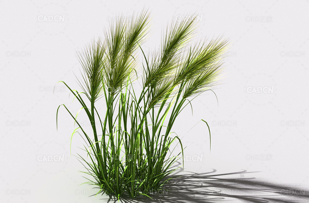 墨西哥羽毛草细茎针茅利坚草植物C4D模型 feather-grass-a4 - C4D之家 - 04.jpg