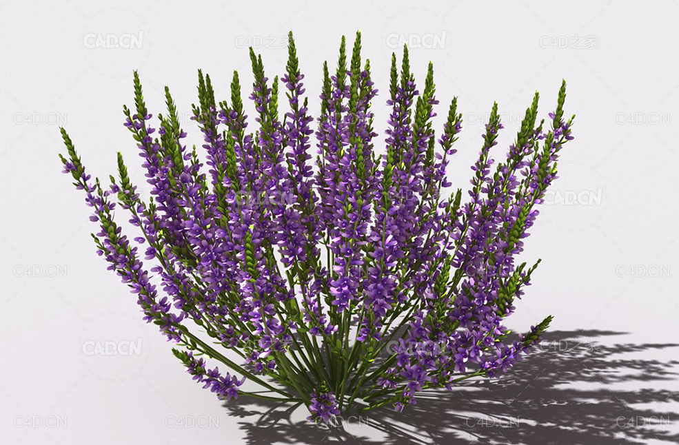 石南花植物C4D模型 heather-2