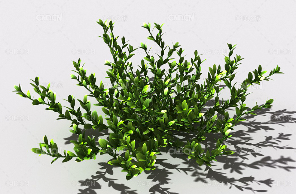 结缕草锥子草延地青植物C4D模型 knotgrass-a - C4D之家 - 15.jpg