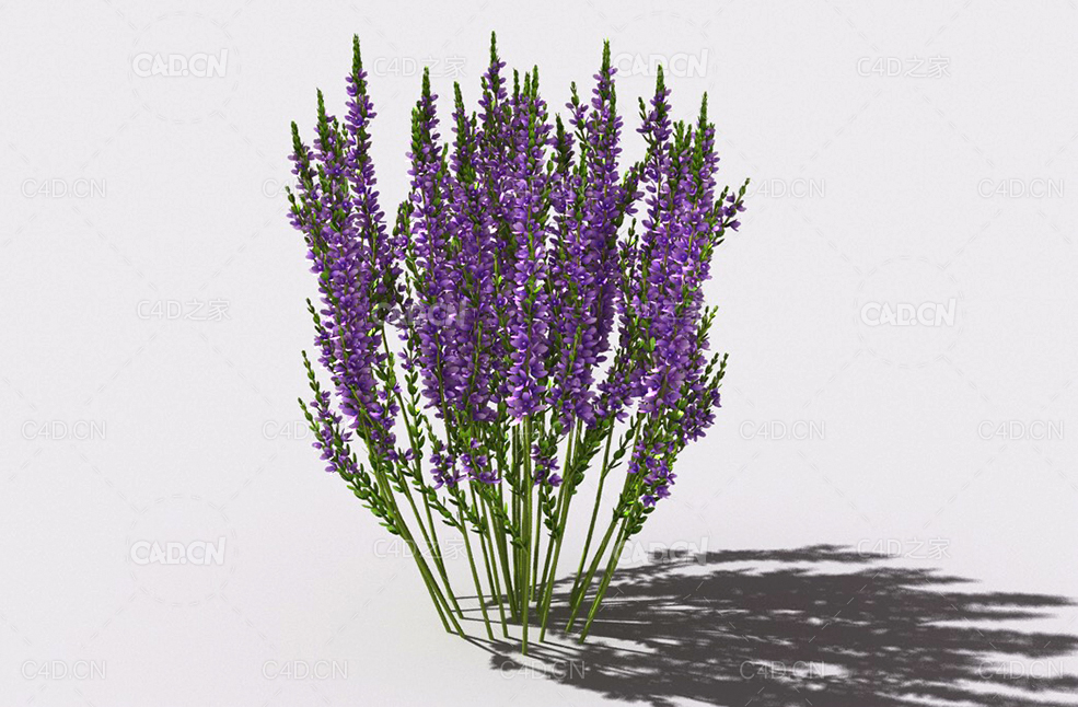 石南花植物C4D模型 heather-6
