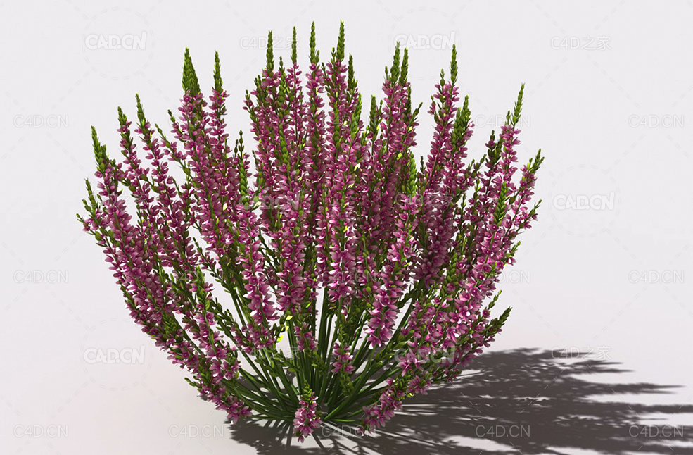 石南花植物C4D模型 heather-1
