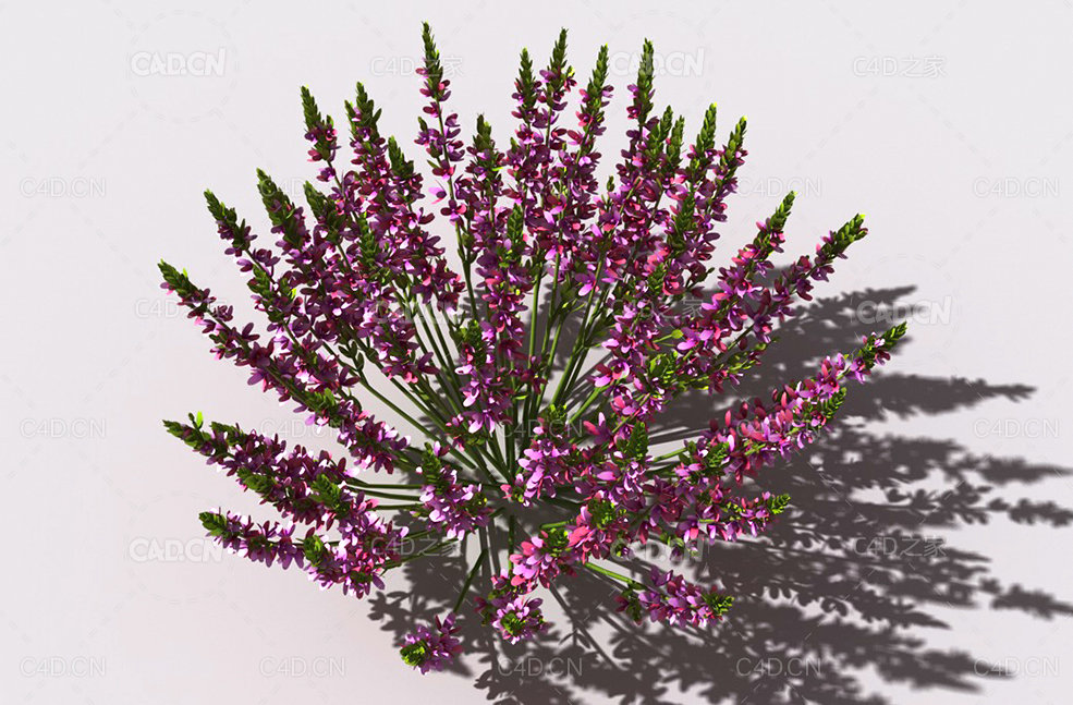 石南花植物C4D模型 heather-3