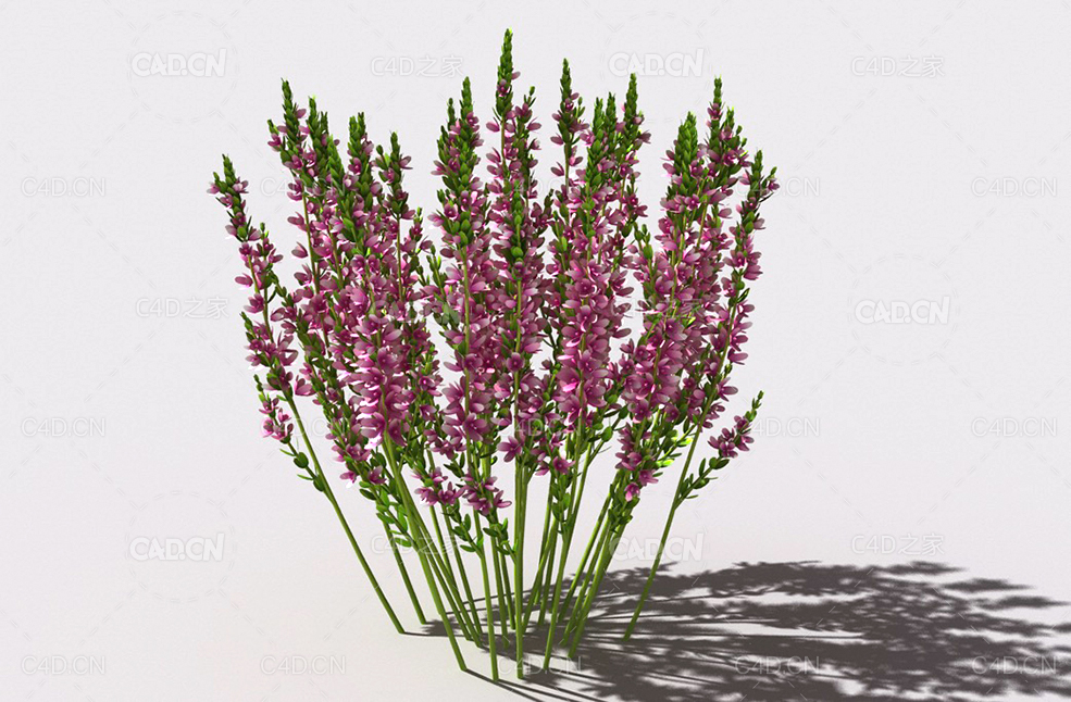 石南花植物C4D模型 heather-5