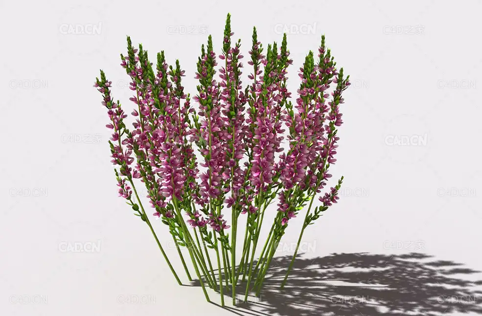 石南花植物C4D模型 heather-5 - C4D之家 - 13.jpg