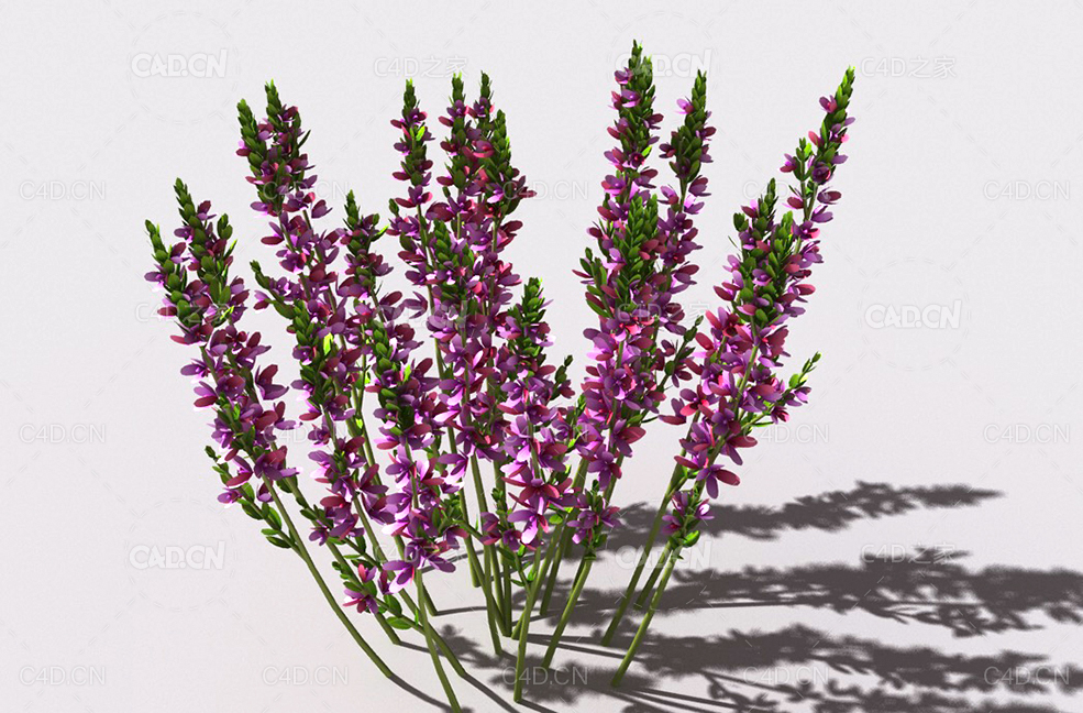 石南花植物C4D模型 heather-4