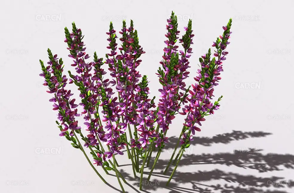 石南花植物C4D模型 heather-4 - C4D之家 - 12.jpg