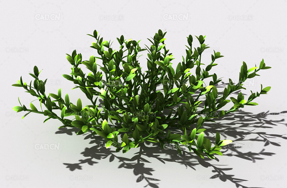 结缕草锥子草延地青植物C4D模型 knotgrass-b - C4D之家 - 16.jpg