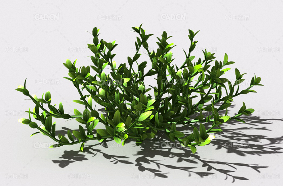 结缕草锥子草延地青植物C4D模型 knotgrass-f - C4D之家 - 20.jpg
