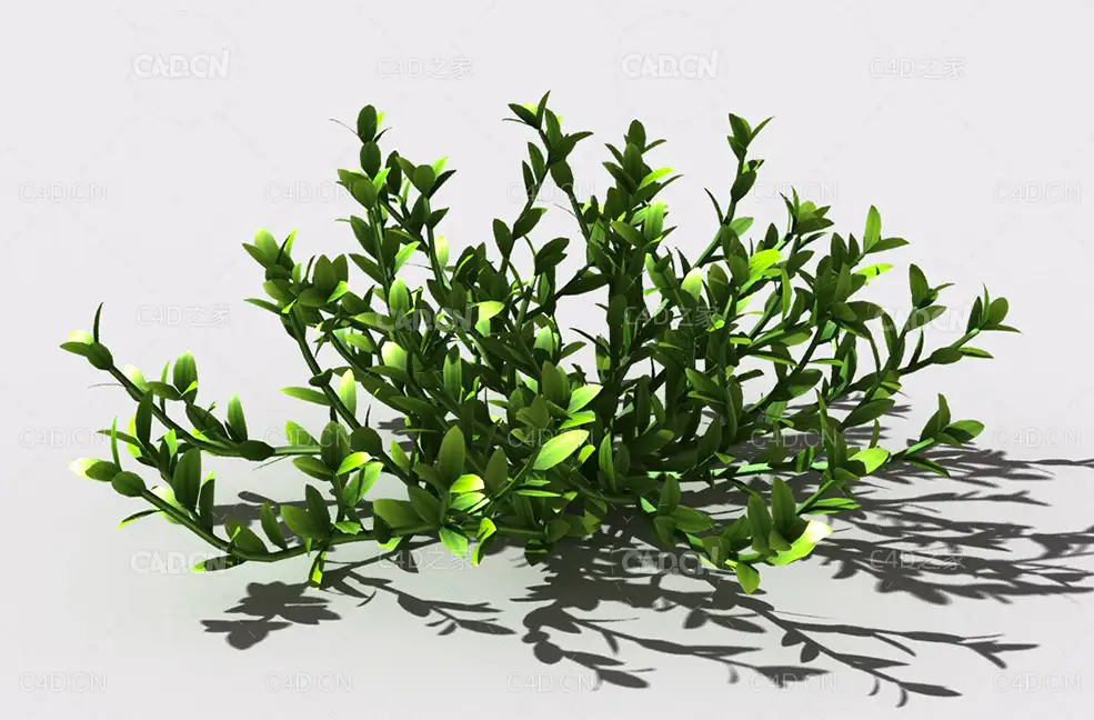 结缕草锥子草延地青植物C4D模型 knotgrass-f - C4D之家 - 20.jpg