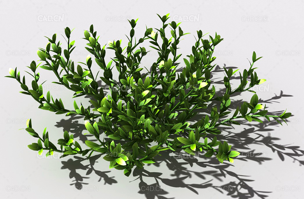 结缕草锥子草延地青植物C4D模型 knotgrass-e - C4D之家 - 19.jpg