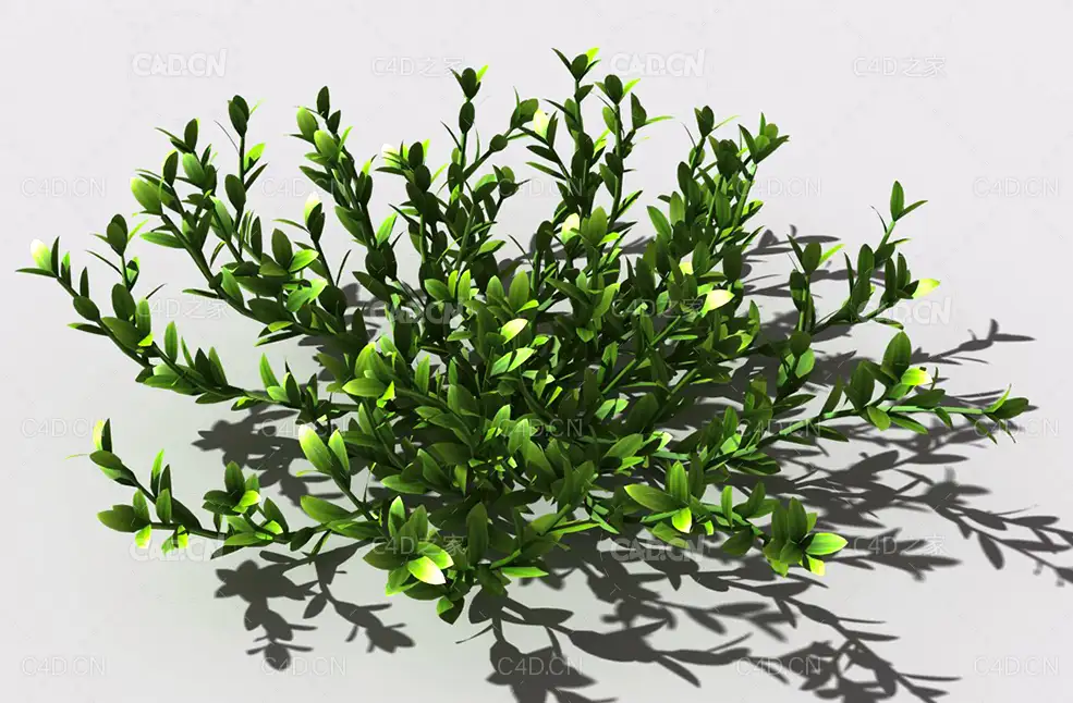 结缕草锥子草延地青植物C4D模型 knotgrass-e - C4D之家 - 19.jpg