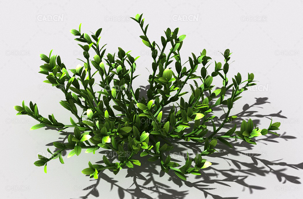 结缕草锥子草延地青植物C4D模型 knotgrass-c - C4D之家 - 17.jpg