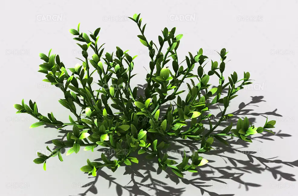 结缕草锥子草延地青植物C4D模型 knotgrass-c - C4D之家 - 17.jpg