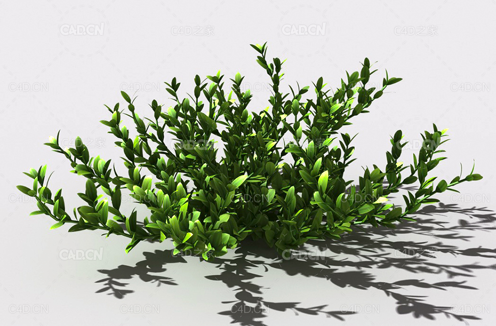 结缕草锥子草延地青植物C4D模型 knotgrass-d - C4D之家 - 18.jpg