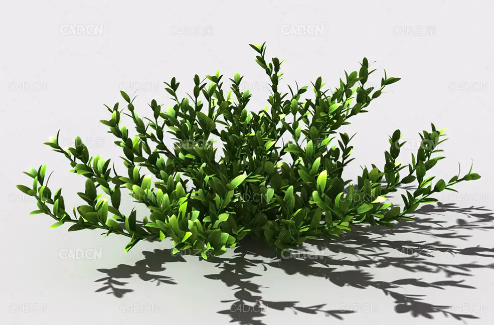 结缕草锥子草延地青植物C4D模型 knotgrass-d - C4D之家 - 18.jpg