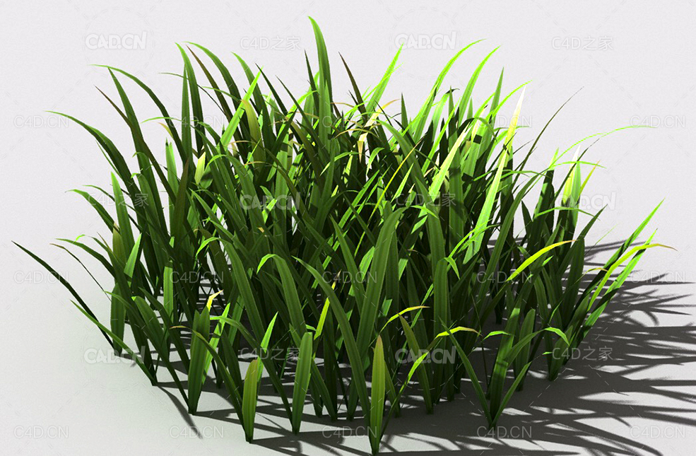 草坪草地绿草植物C4D模型 lawn-grass-a2 - C4D之家 - 22.jpg