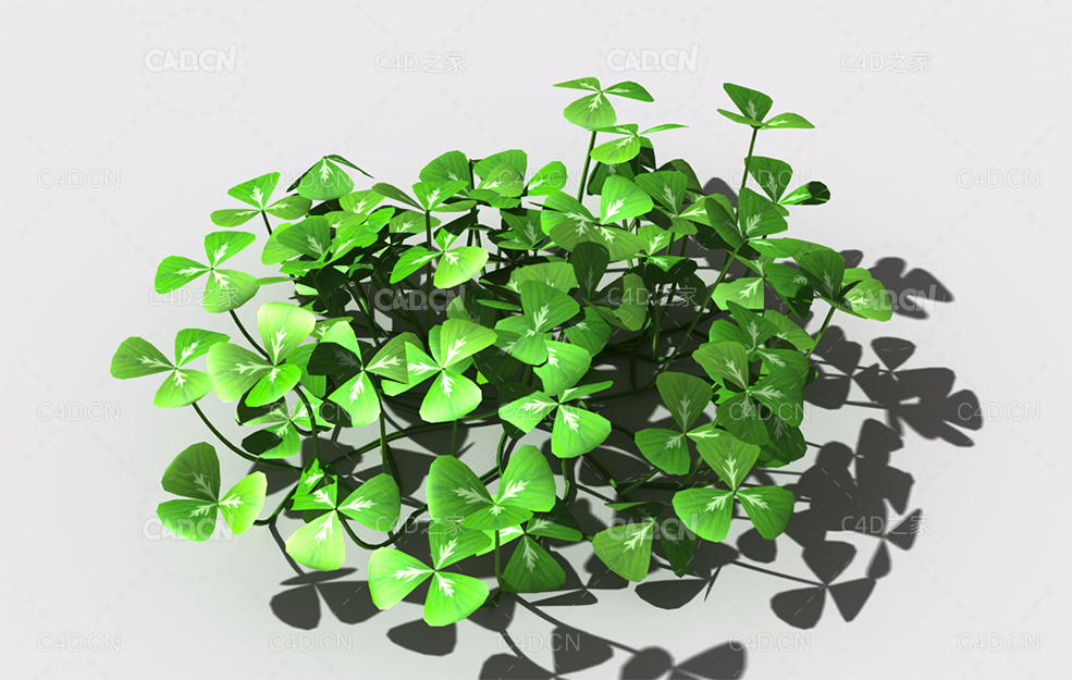 酸浆草酸酸草斑鸠酸三叶酸酸咪咪钩钩草植物C4D模型 oxalis-a1