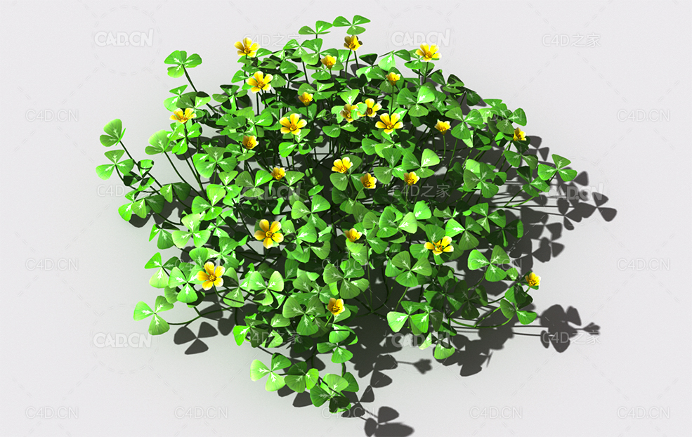 酸浆草酸酸草斑鸠酸三叶酸酸咪咪钩钩草植物C4D模型 oxalis-a4
