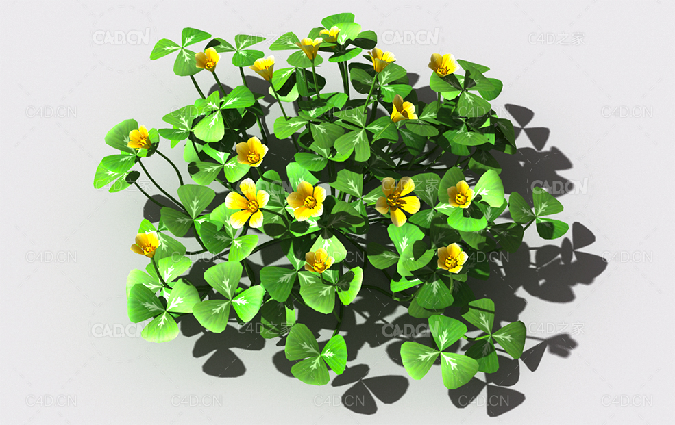酸浆草酸酸草斑鸠酸三叶酸酸咪咪钩钩草植物C4D模型 oxalis-a2