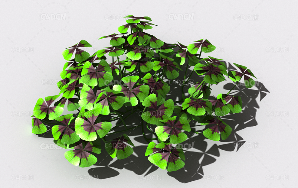 酸浆草酸酸草斑鸠酸三叶酸酸咪咪钩钩草植物C4D模型 oxalis-b1
