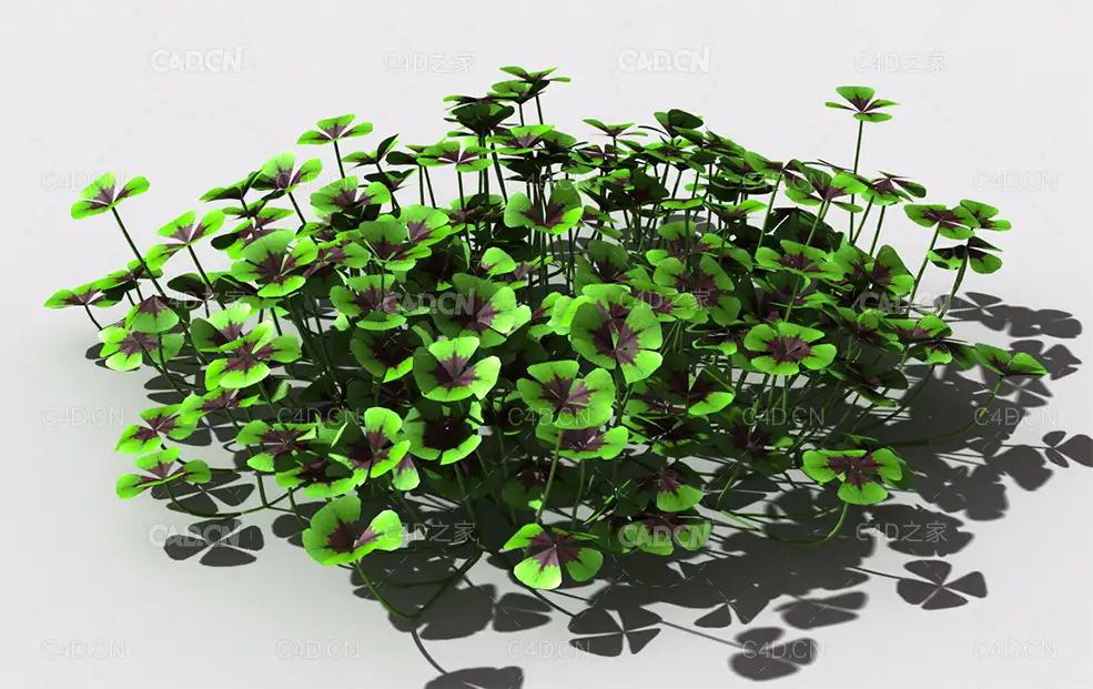 酸浆草酸酸草斑鸠酸三叶酸酸咪咪钩钩草植物C4D模型 oxalis-c3