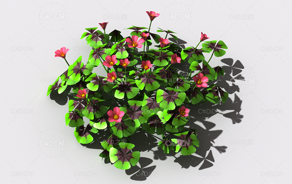 酸浆草酸酸草斑鸠酸三叶酸酸咪咪钩钩草植物C4D模型 oxalis-b2