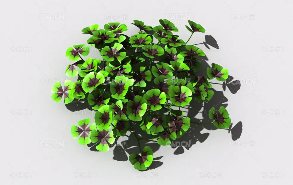 酸浆草酸酸草斑鸠酸三叶酸酸咪咪钩钩草植物C4D模型 oxalis-c1