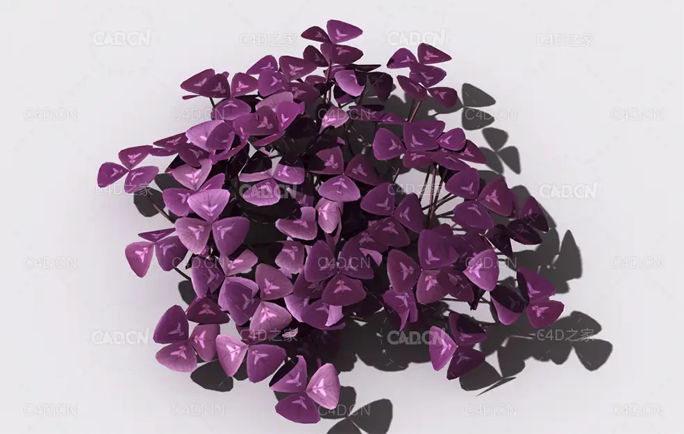 酸浆草酸酸草斑鸠酸三叶酸酸咪咪钩钩草植物C4D模型 oxalis-d1