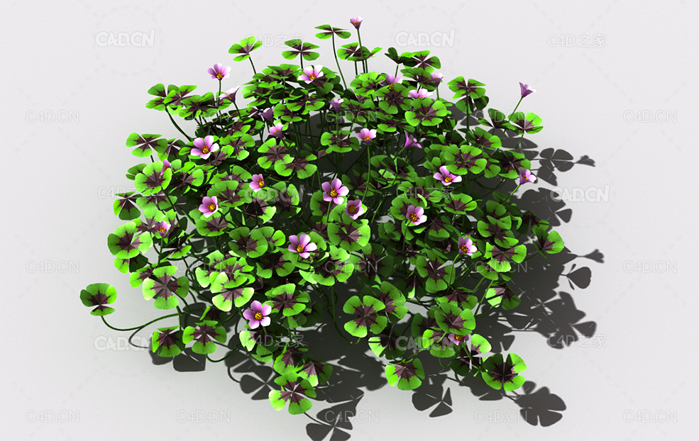 酸浆草酸酸草斑鸠酸三叶酸酸咪咪钩钩草植物C4D模型 oxalis-c4 - C4D之家 - 50.jpg