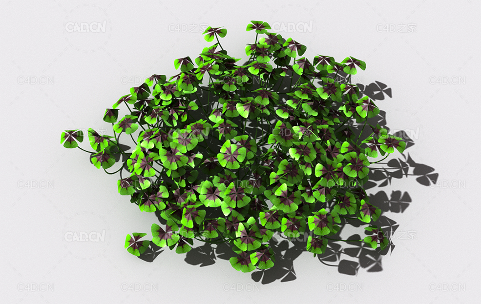 酸浆草酸酸草斑鸠酸三叶酸酸咪咪钩钩草植物C4D模型 oxalis-b3